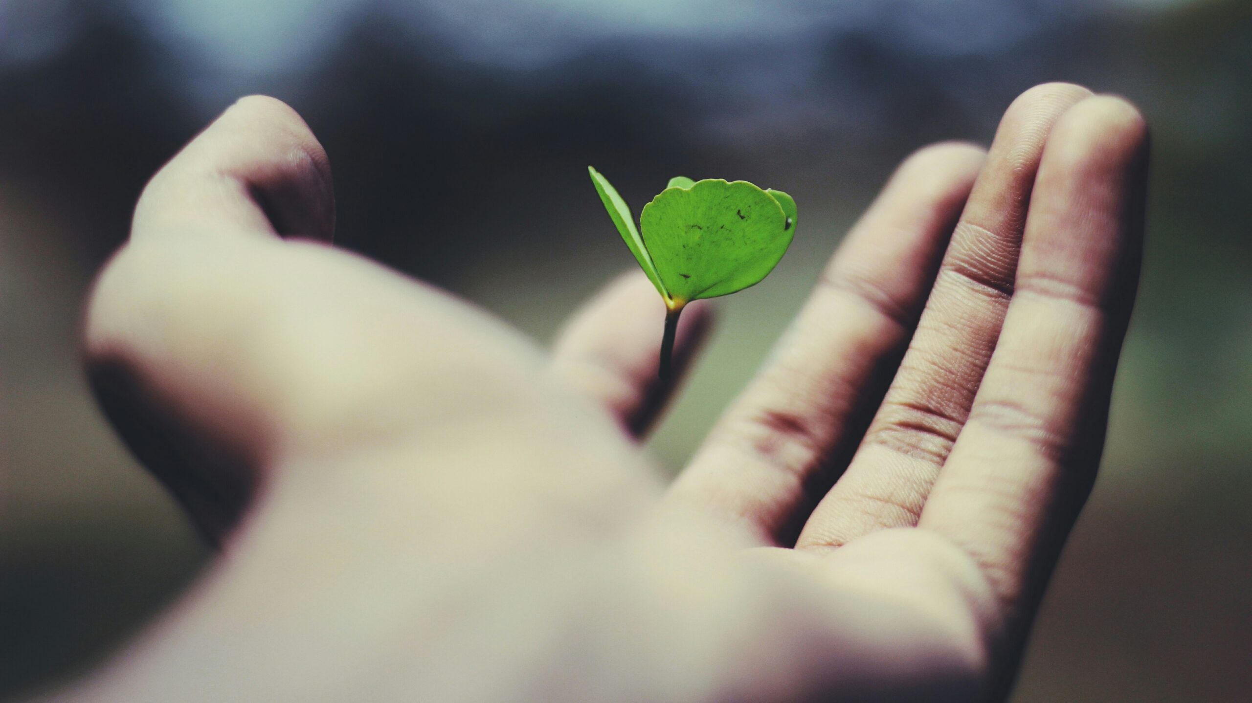 Unlocking Success: The Power of Atomic Habits for Entrepreneurs floating green leaf plant on person's hand